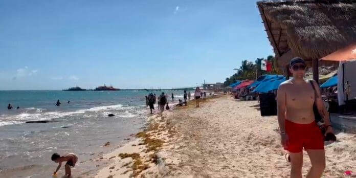 Llega manchón de sargazo a la Playa Pelícanos en Playa del Carmen