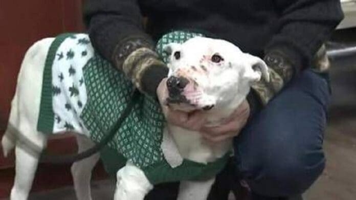 Rescatan a perro que vivía entre coyotes y era el líder de la manada