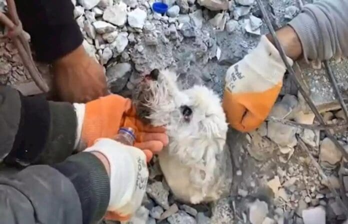 VIDEO: Perrito asoma la cabeza para ser rescatado tras terremoto en Turquía