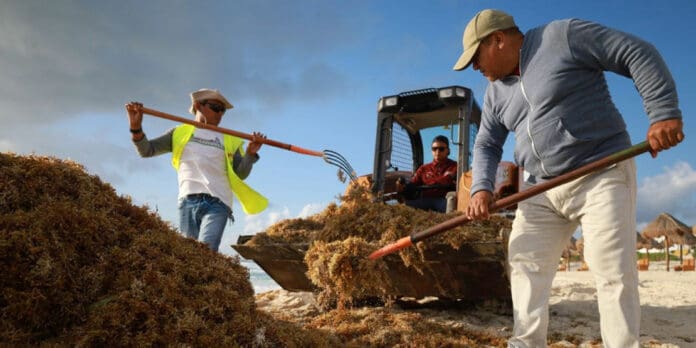 MANTENEMOS NUESTRAS PLAYAS LIBRES DE SARGAZO ANA PATRICIA PERALTA
