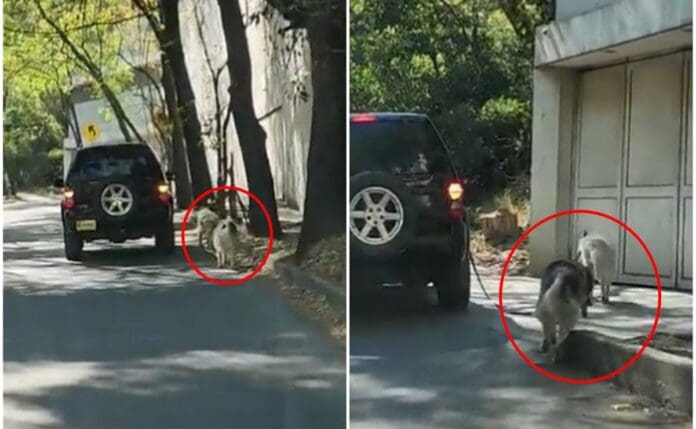 VIDEO: Exhiben a vecinos de Las Lomas por 'pasear' a sus perros desde una camioneta