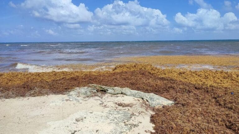 Llegarán a Playa del Carmen contenedores temporales para acopio de sargazo
