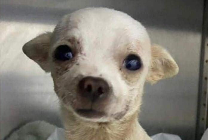 Esta es la historia de Pincky, un perrito que fue lesionado en Nayarit mientras unos sujetos ingresaron a robar a su domicilio.