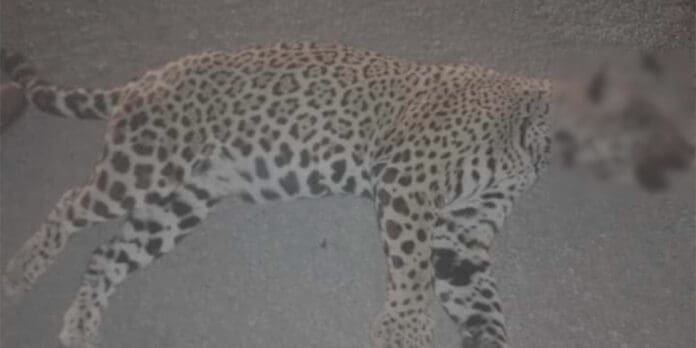 Atropellan a jaguar en la carretera federal 307, a la altura del hotel Nickelodeon