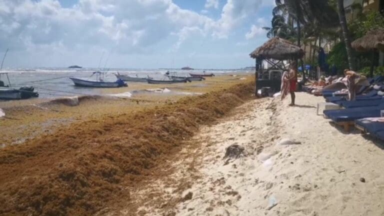 Rescatarán duna costera y sembrarán árboles para evitar mayor erosión en Playa del Carmen