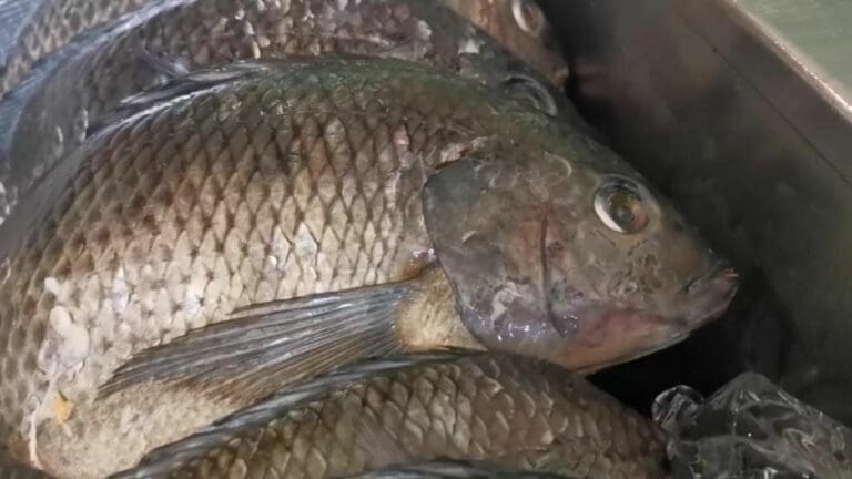 El precio de los pescados y mariscos durante esta Cuaresma ha incrementado hasta 30 y 40 por ciento. Por ello se vende menos.