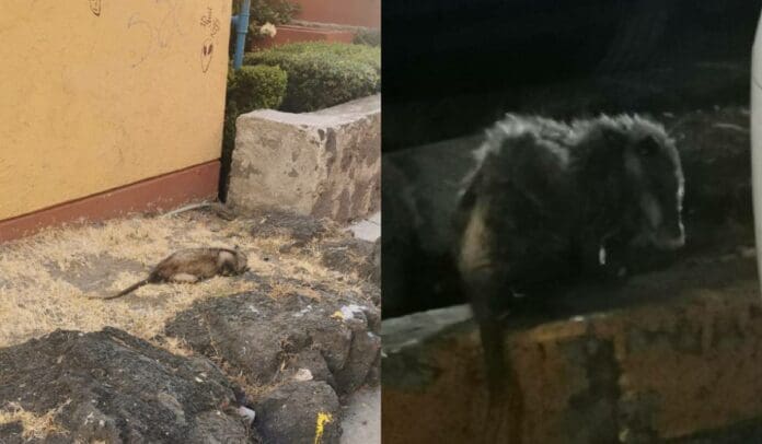 Envenenan a mascotas y fauna silvestre en Avenida del Imán 580