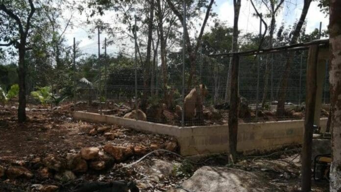 Resguarda zoológico de Chetumal leones asegurados en cateo