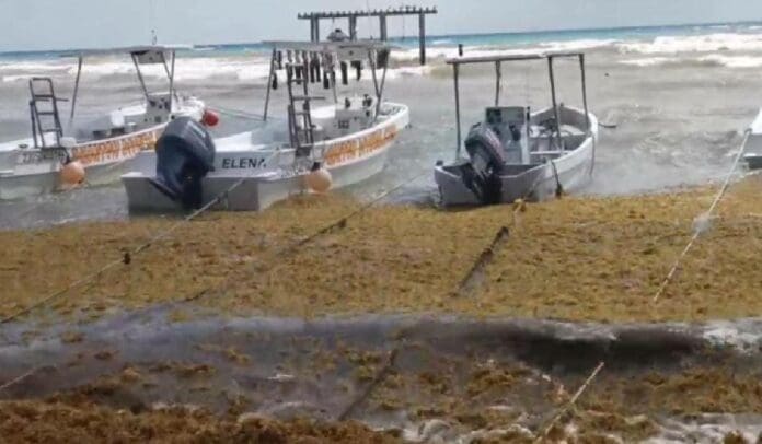 La surada y el recale de sargazo han seguido afectando a los prestadores de servicios en Playa del Carmen.