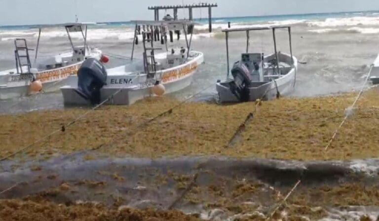 La surada y el recale de sargazo han seguido afectando a los prestadores de servicios en Playa del Carmen.