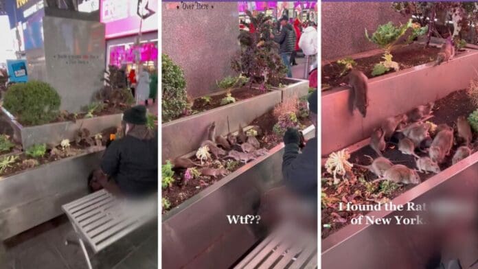 Captan al Rey de las Ratas en Times Square de Nueva York