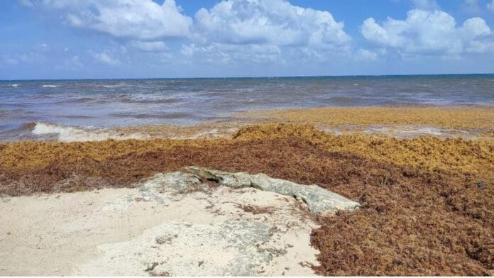 En Playa del Carmen están listos para el arribo masivo de sargazo, así lo considera la directora de la Zona Federal Marítimo Terrestre