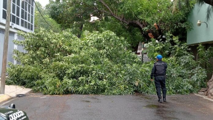 Continuará reforestación urbana en Coyoacán