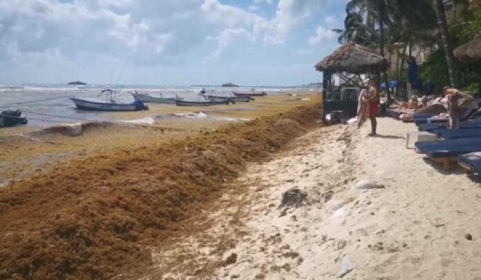 ¿ADIÓS AL RECODO? Autoridades analizan cerrar esta playa por excesivo recale de sargazo