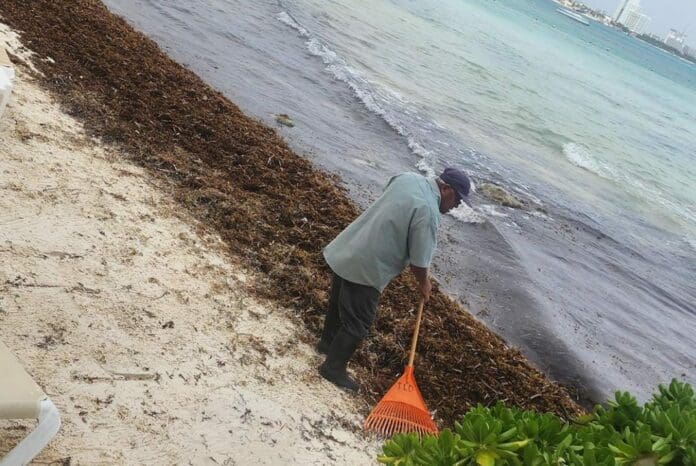 Infractores del Alcoholímetro recogerían el sargazo de las playas de Cancún