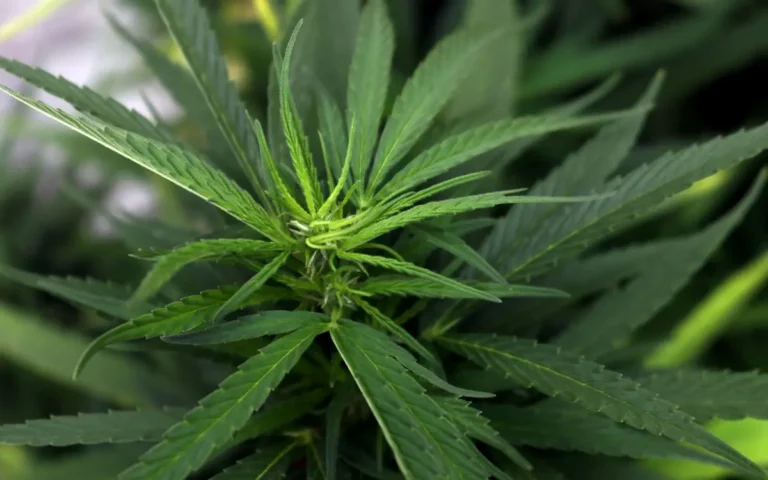 Marihuana: Cofepris da permiso a empresa canadiense para cultivo industrial