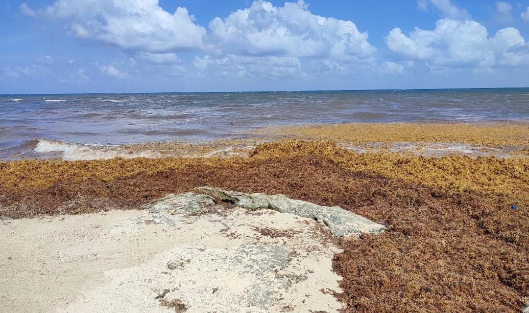 Contratará Zofemat a 60 personas más para recoger sargazo en Playa del Carmen