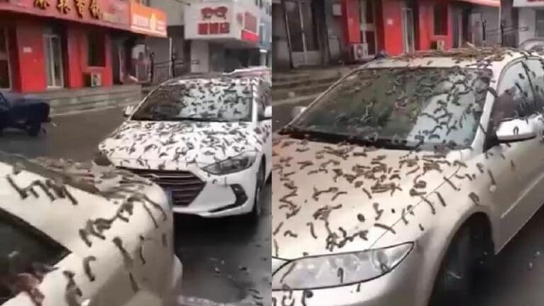 Video: “Lluvia de gusanos” aterra a ciudadanos de Beijín en China