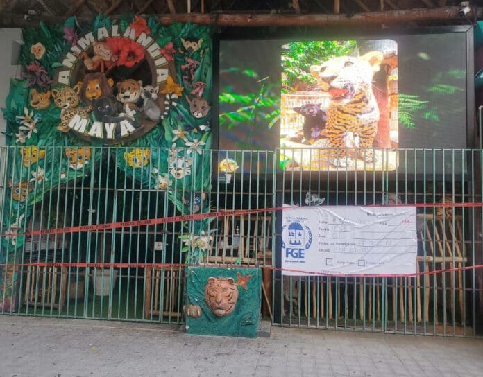 Asegura Fiscalía el local 'Animalandia Maya' en la Quinta Avenida