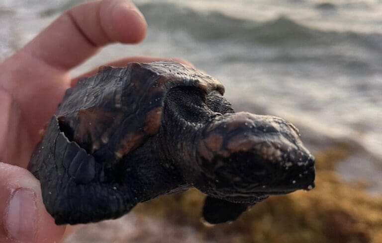 VIDEO: Rescatan una tortuga Carey atrapada en el sargazo en la Riviera Maya