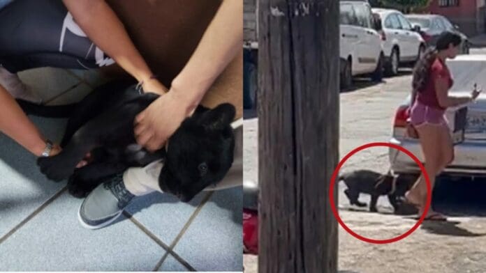 VIDEO: Denuncian a mujer por pasear con un jaguar negro en las calles de Jalisco