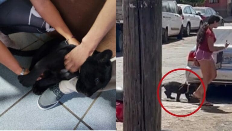 VIDEO: Denuncian a mujer por pasear con un jaguar negro en las calles de Jalisco
