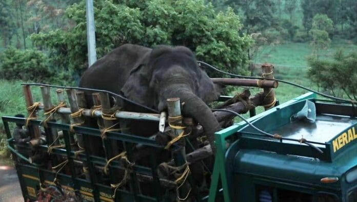 En India, capturan a elefante que mató a seis personas y robó arroz de almacenes
