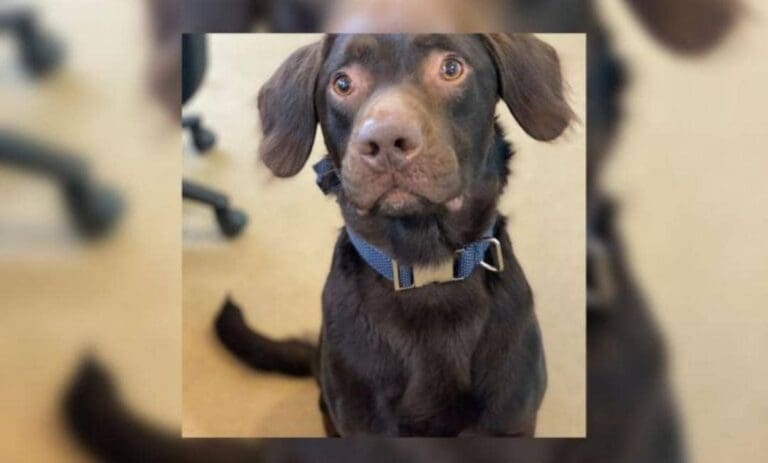 La historia de Coco y Georgie, dos perros con una supuesta adicción al alcohol