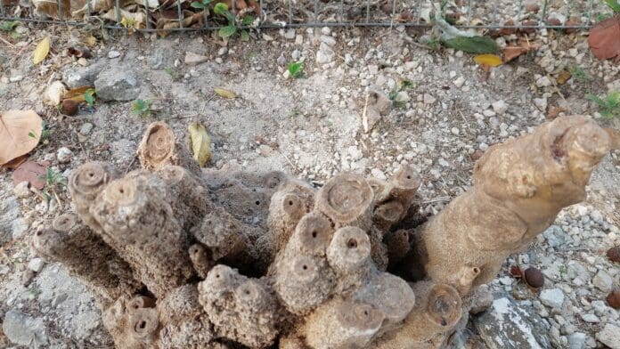 Hallan estalagmitas afuera de un cenote urbano en Playa del Carmen