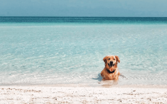 Juntan firmas para tener playa ‘Pet Friendly’ en la Colosio de Playa del Carmen