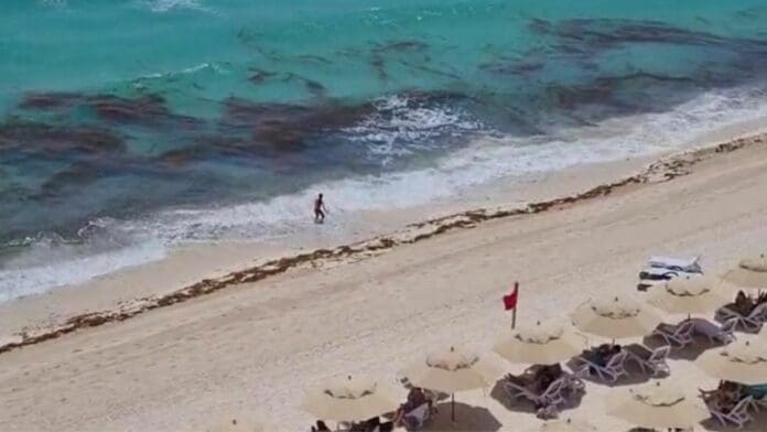 Prolongan convenio con empresa que usa sargazo para crear fertilizantes y composta en Cancún