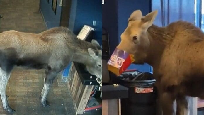 Video revela a alce ingresando a cine y comiendo palomitas