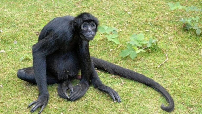 En Solidaridad, piden a la gente que si llega a ver animales silvestres le informen a las autoridades para resguardarlas como se debe.
