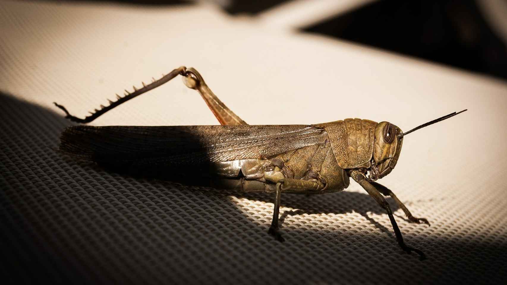 Mujer se hace viral por alimentar a su bebé con grillos