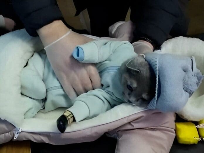 Detienen a mujer que llevaba a su gato disfrazado de bebé para ocultar drogas