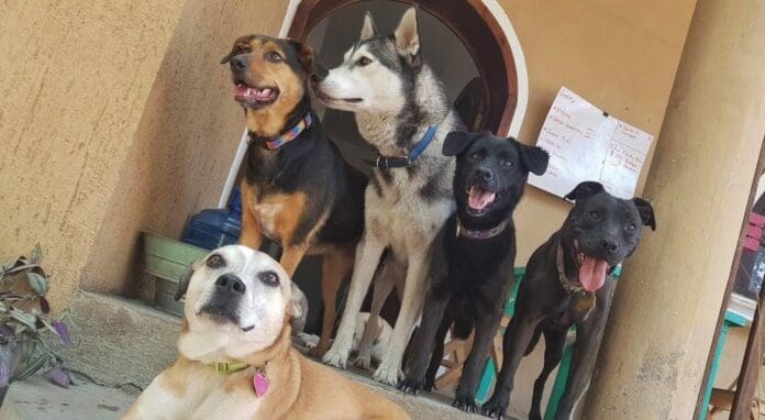 Unos perros fueron asesinados a garrotazos, pues supuestamente tenían rabia. La agresión quedó grabada y ha indignado a mucha gente.