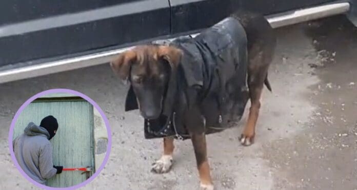 Detienen a perro “rockero” que robaba casas en compañía de su dueño