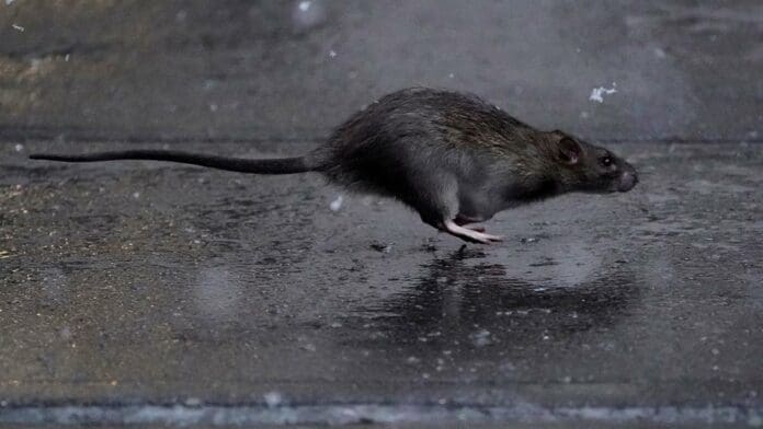 Nueva York nombra a una jefa 'matarratas' ante la plaga de roedores en la ciudad