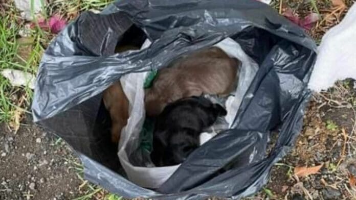 Mujer tira en una bolsa a perritos recién nacidos en Tlalpan