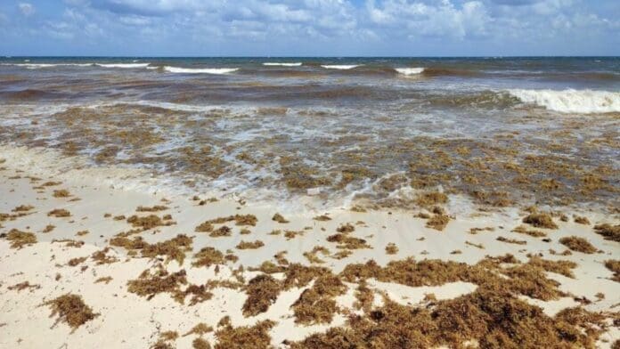 Las barreras para contener el sargazo y que llegaron este miércoles a Playa del Carmen estarán colocadas a finales de este mes de abril.