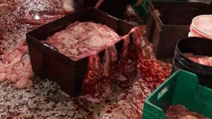 Denuncian carniceros que rastro de Othón P. Blanco surte carne en mal estado por máquina averiada