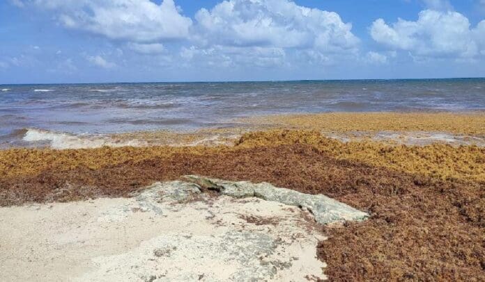 Podrían llegar 650 mil toneladas de alga a Q. Roo en 2023: Red de Monitoreo del Sargazo