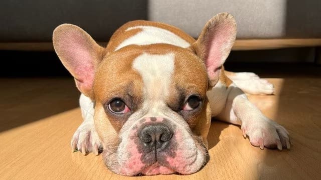 Roban perrito a la activista Majo Martínez en carretera México-Querétaro