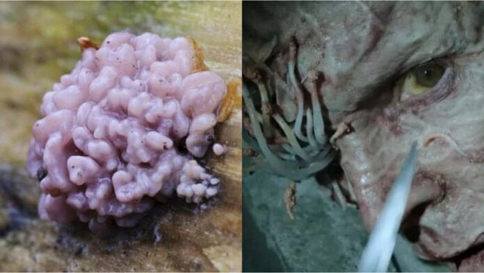 Reportan el primer humano infectado con un hongo que mata plantas