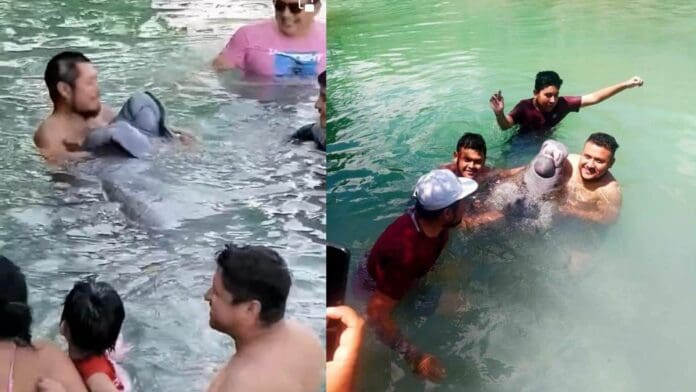 Profepa investiga a quienes maltrataron a Daniel el Manatí