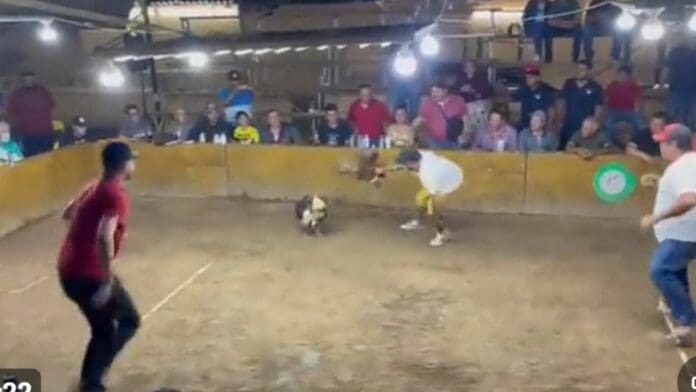 VIDEO: Gallo de pelea se lanza contra su dueño y lo lesiona gravemente en Colima