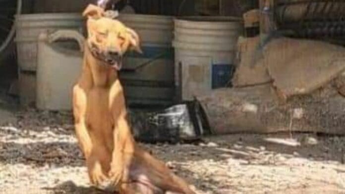 Muere perro ahorcado con su propia cadena en Chetumal; interponen denuncia penal