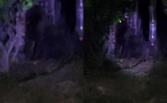 VIDEO: Gorila suelto causa alerta en Hidalgo