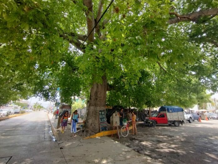 Aclaran que poda de ceiba 'monumental' de Playa del Carmen contaba con los permisos municipales