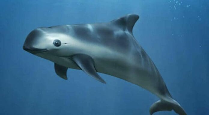 Estados Unidos analiza la posibilidad de embargar comercialmente a México por no proteger a la vaquita marina.